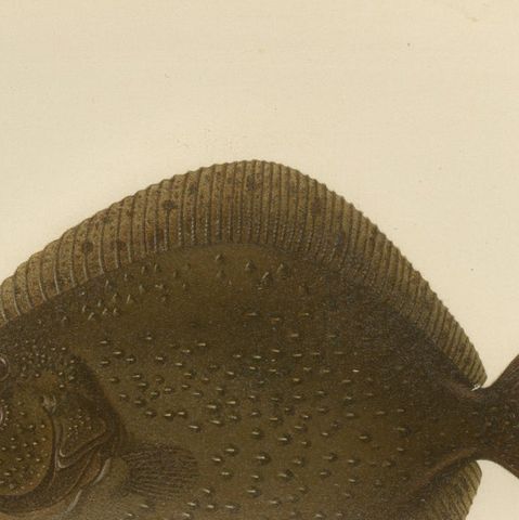 Turbot and Brill - Majestic Scandinavian Flatfish Lithograph, 1895, close-up 6