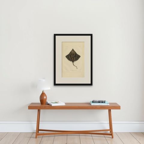 Rare Hand-Colored Antique Fish Print of the Gaimard's Ray, 1842, shown framed on a wall
