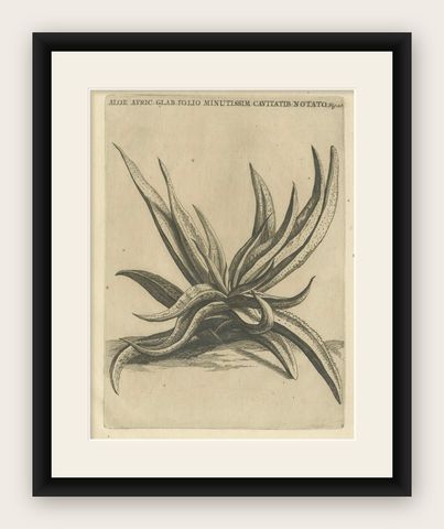 Botanical Engraving of African Aloe from Commelin’s "Praeludia Botanica", 1703, shown framed