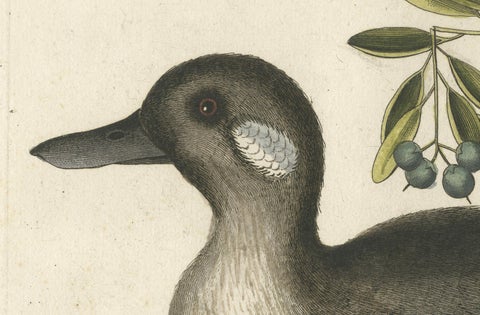 Engraving of the Small Brown and White Duck with Botanical Detail, circa 1770, close-up 1