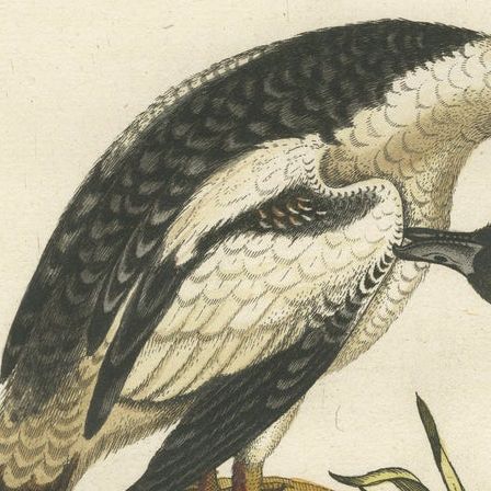 Hand-Colored Engraving of the Small Black and White Duck by Seligmann, ca.1770, close-up 5
