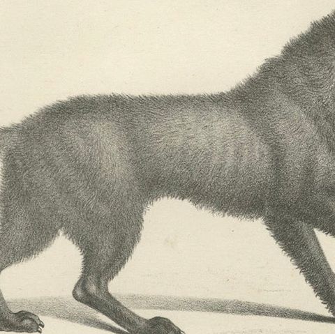 19th-Century Lithograph of the Black Wolf and Grey Wolf in Striking Detail, close-up 6