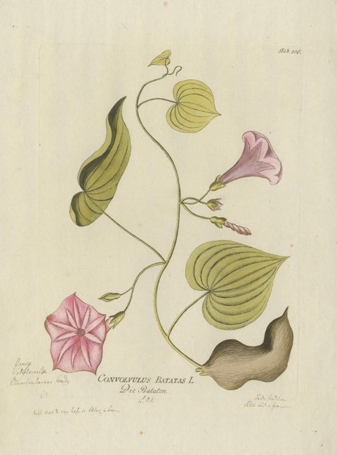Convolvulus Batatas Botanical Engraving - Icones Plantarum Medicinalium, 1788, close-up 4