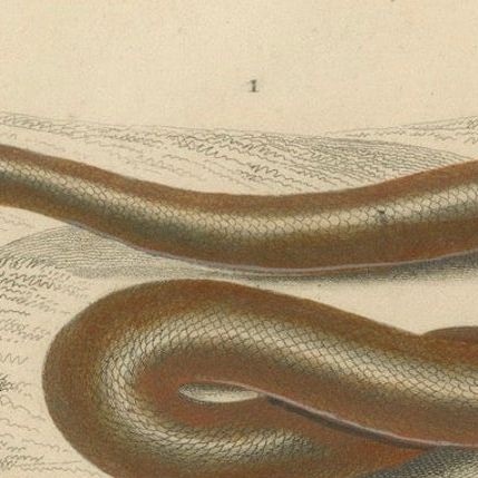 Snake Print of Sand Boa and Boa Constrictor, c.1850, by Orbigny, close-up 5