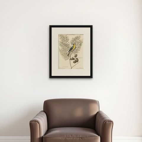 Bird Print of an American Goldfinch on a Branch Engraved and Hand-Colored, 1749, shown framed on a wall