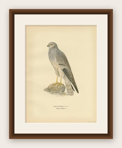 Antique Bird Print of the Montagu's Harrier by Von Wright, '1929', shown framed
