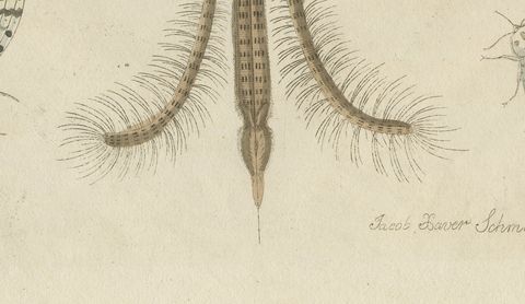 Gnat with Magnified Feathered Head, Antique Bertuch Print, circa 1805, close-up 2
