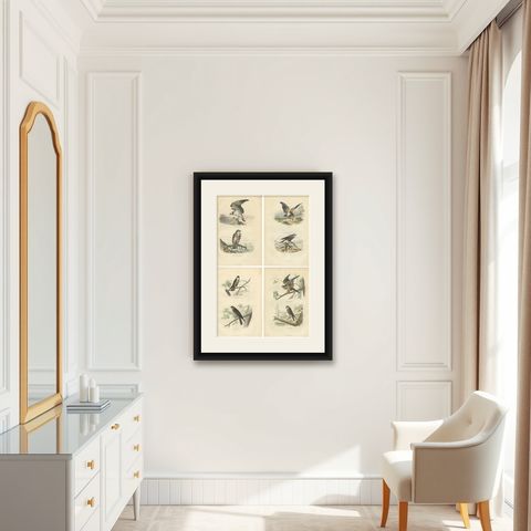 Set of 4 Antique Bird Prints Osprey, Eagle, Buzzard, Falcon by Buffon, 1839, shown framed in a room