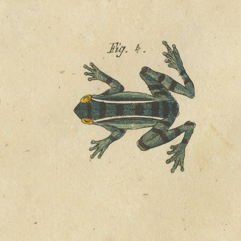 Four Colourful Tree Frogs, Antique Bertuch Print, Vienna, circa 1815, close-up 6