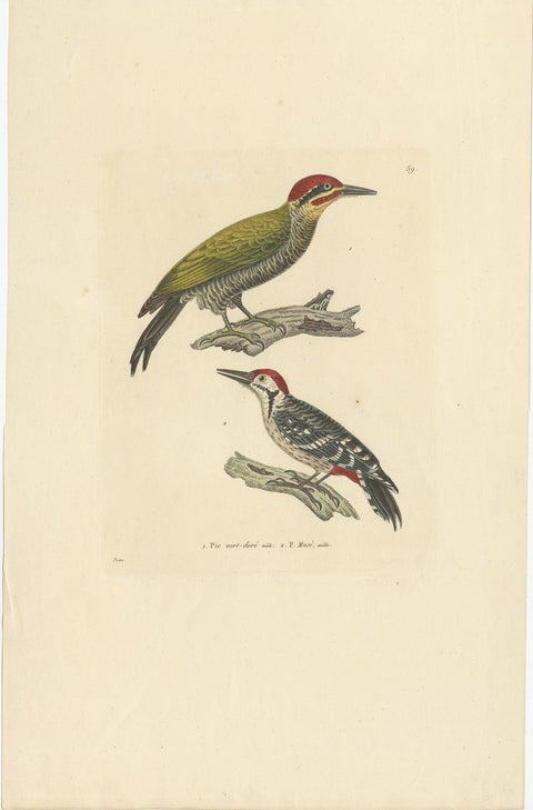 Rare Print of a Male Golden-Green & a Male Fulvous-Breasted Woodpecker, 1838, view 2