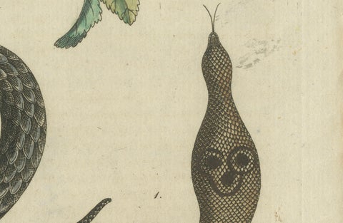 Antique Handcolored Engraving of Snakes and Amphibians, c.1800, close-up 2