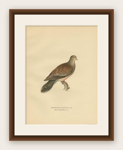 Antique Bird Print of the Oriental Turtle Dove by Von Wright, 1929, shown framed