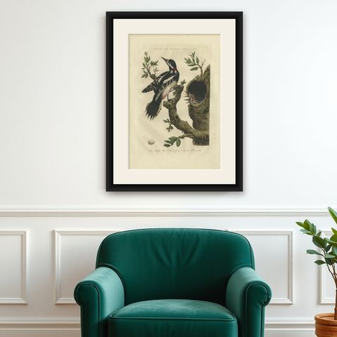 Antique Bird Print of the Great Spotted Woodpecker by Sepp & Nozeman, 1770, shown framed on a wall