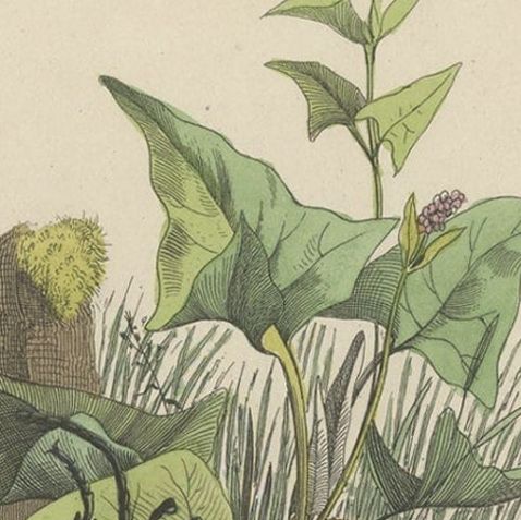 Antique Print of Beetles, Published in 1854, close-up 2