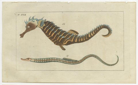 Set of 3 Antique Fish Prints - Short Dragonfish - Pipefish - Seahorse, view 2