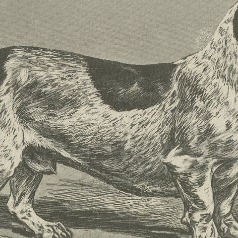 Blue Basset of Gascogne, Antique Dog Illustration, 1915, close-up 6
