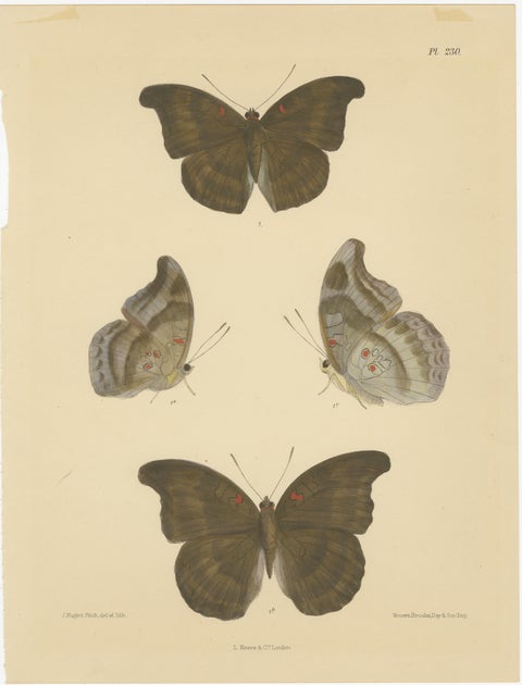 Victorian Butterfly Wonders: Stunning Hand-Colored Lithographs, 1878, view 3