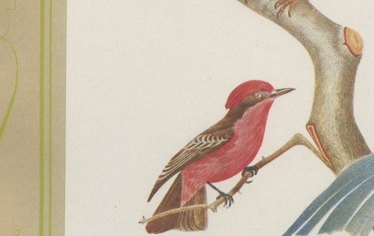 Racket-Tailed Motmots and Kingfishers, Brazilian Bird Print, Descourtilz, 1944, view 4