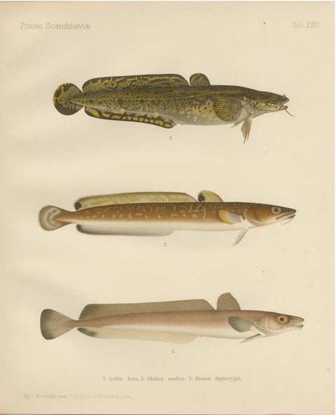 Burbot, Ling, and Blue Ling - Unique Scandinavian Eel-like Fish Lithograph, 1895, view 2