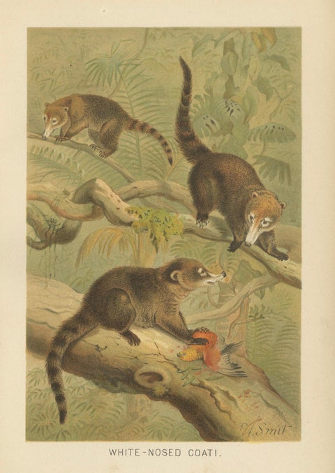 White-Nosed Coati, Antique Tropical Animal Chromolithograph, 1894, close-up 1
