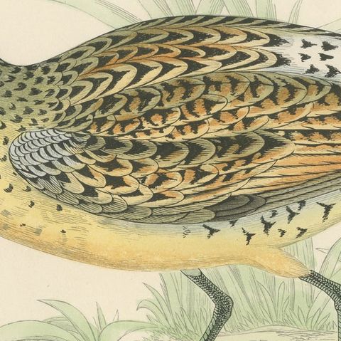 Original Antique Bird Print of a Brown Snipe, close-up 1
