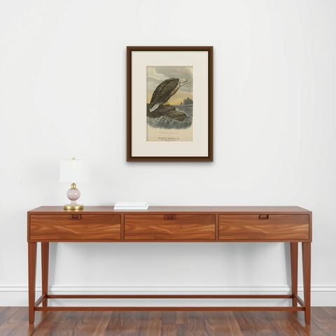 Bird Print of the White-Tailed or Grey or Eurasian Sea Eagle, 1894, shown framed on a wall