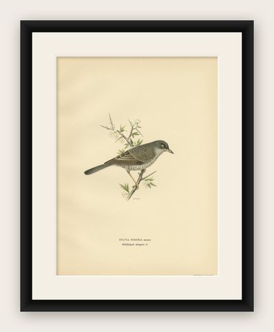 Old Bird Print Named the Barred Warbler, 1927, shown framed