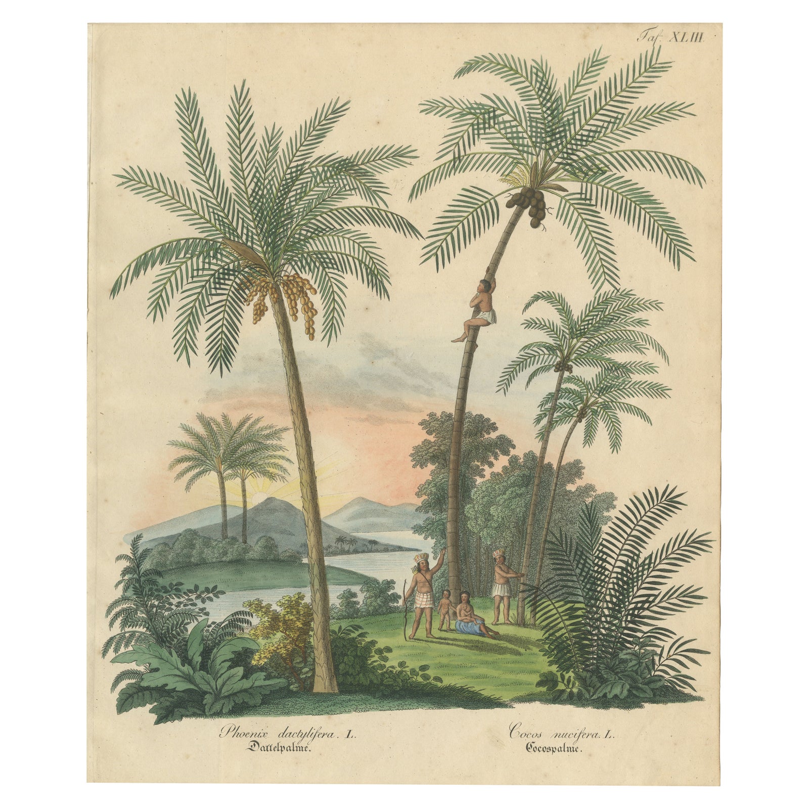 Antique Date Palm & Coconut Botanical Scene, Phoenix & Cocos, c.1831