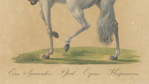 Antique Andalusian Horse Lithograph by Brodtmann, Equus Hispanicus, 1816, close-up 4