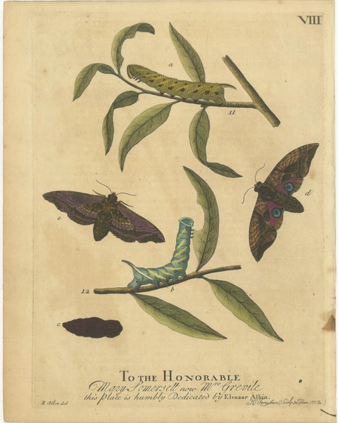 Early English Moths, Death’s-Head Hawk, Elephant Hawk, Albin 1720, view 5