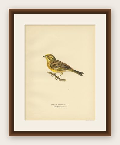 Antique Bird Print of the Yellowhammer by Von Wright, 1927, shown framed