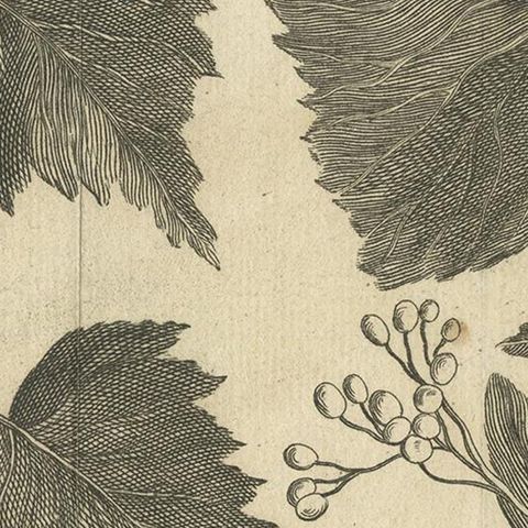 Antique Botany Print of a Birch and Lime Tree by Le Bas, 1752, close-up 2