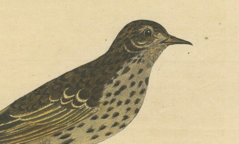 Antique Hand-Colored Engraving of The Pipit or Small Lark by Eleazar Albin, 1730, close-up 4