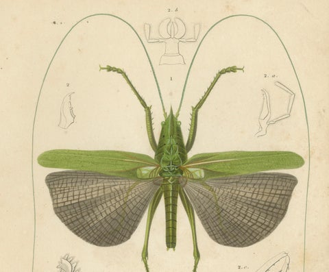 Antique Orthoptères Pair, Grasshoppers & Locusts, Elegant French Prints, 1800, close-up 4