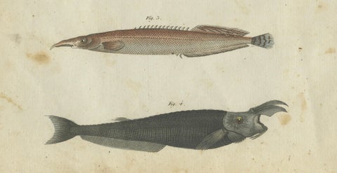 Vibrant 1805 Handcolored Engraving of Rare Fish Species from Bertuch's Work, close-up 2