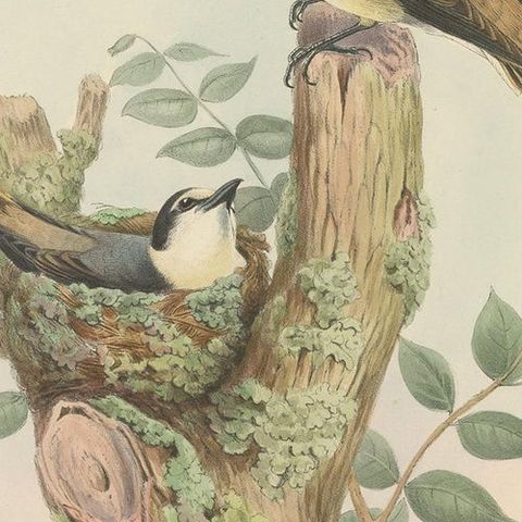 Antique Bird Print of the Swinhoe's Minivet by Gould, circa 1850, close-up 2
