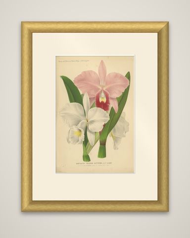 Antique Chromolithographic Print of a Christmas Orchid or May Flower, ca.1880, shown framed