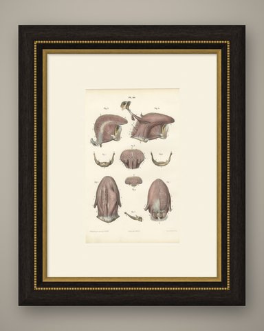 The Muscles of the Tongue and Hyoid, Antique Hirschfeld Anatomy Print, 1866, shown framed