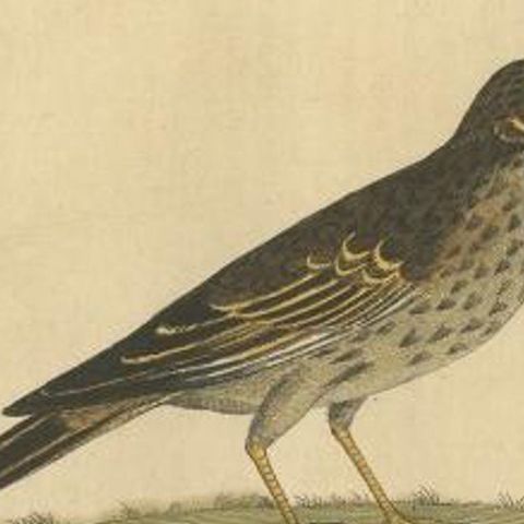 Antique Bird Print of the Small Lark by Albin, c.1738, close-up 2