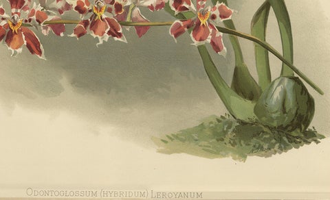 Large Antique Botanical Print, Orchid Odontoglossum Hybridum Leroyanum, c.1888, close-up 2