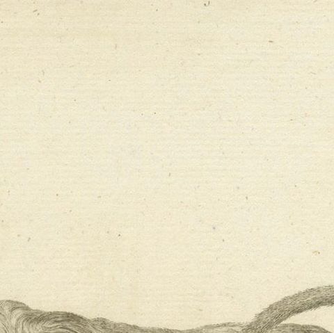 Red Howler Monkey, Antique Natural History Engraving, De Sève & Bock, c.1800, close-up 6