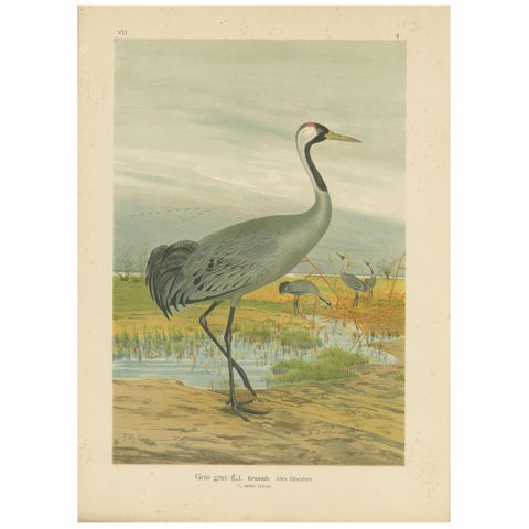 Antique Bird Print of the Common Crane by Naumann, circa 1895