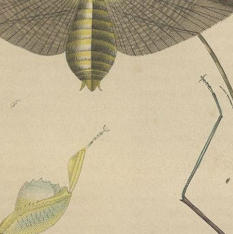 19th Century Insects Microorganisms Handcolored Antique Engraving, 1845, close-up 3