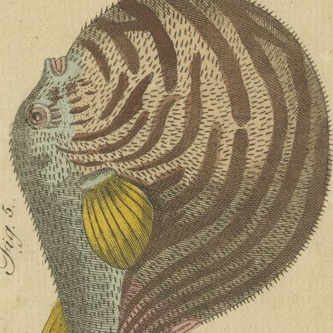Pufferfish, Porcupinefish and Ocean Sunfish, Antique Bertuch Print, circa 1805, close-up 1