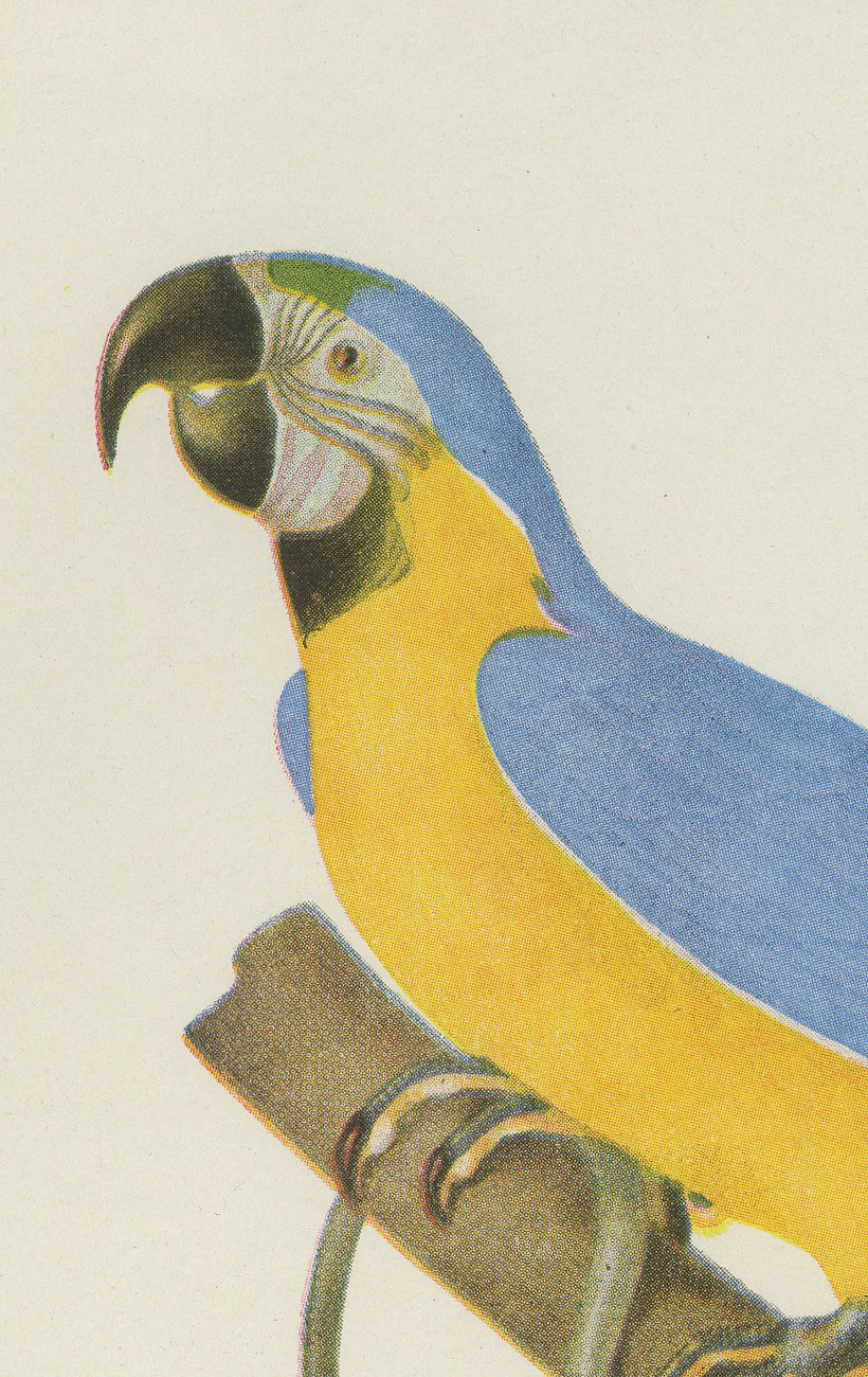 Blue-and-Yellow Macaw and Green Parrot, Brazilian Bird Print, Descourtilz, 1944, view 3