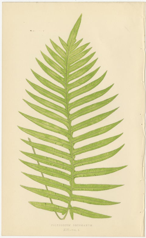 Rare Victorian Tropical Fern Lithograph Collection by E.J. Lowe, 1856, view 3
