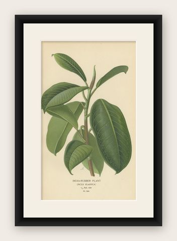 1897 Victorian Botanical Print, India-Rubber Plant (Ficus Elastica), shown framed
