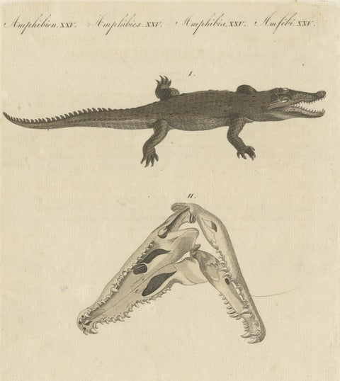 Antique Print of the Santo Domingo Crocodile and a Crocodile Skull, close-up 3