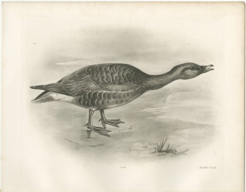 Bean Goose Calling with Neck Outstretched after Lilian Medland, c. 1909, view 2