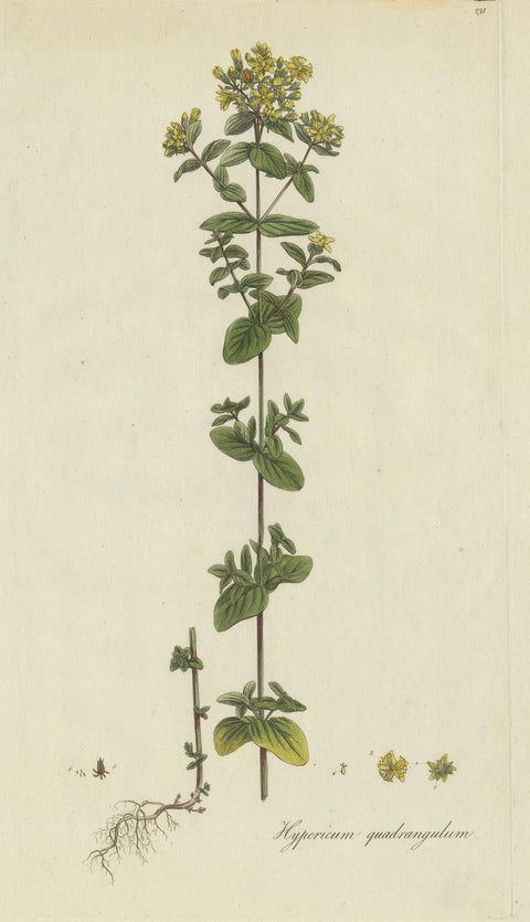 Antique Botany Print of a Species of St. Johnswort by Curtis, circa 1777, view 2